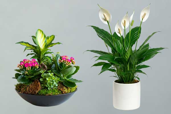 Green Plants - Crotons, Dieffenbachia, Sympathyphyllum
