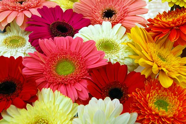 Daisies, Gerbera Daisies