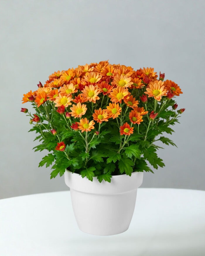 BC-Chrysanthemum-4