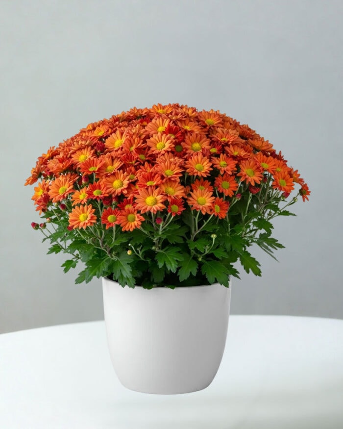 BC-Chrysanthemum-6