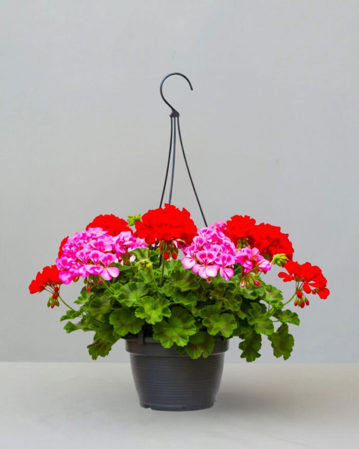 BC-Hanging-Basket-7