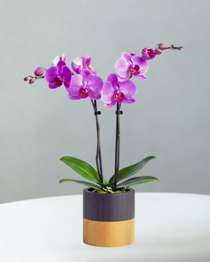 BC-Orchid-10