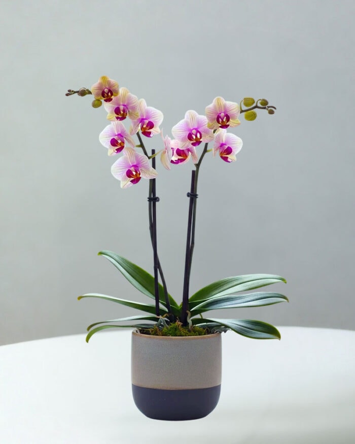 BC-Orchid-3