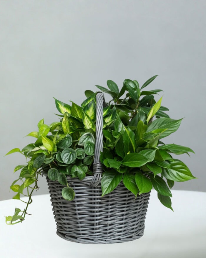 BC-Plant-Basket-5