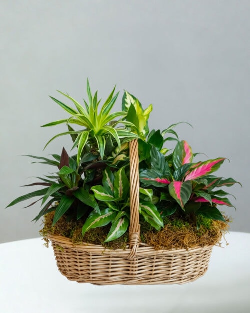 BC-Plant-Basket-50