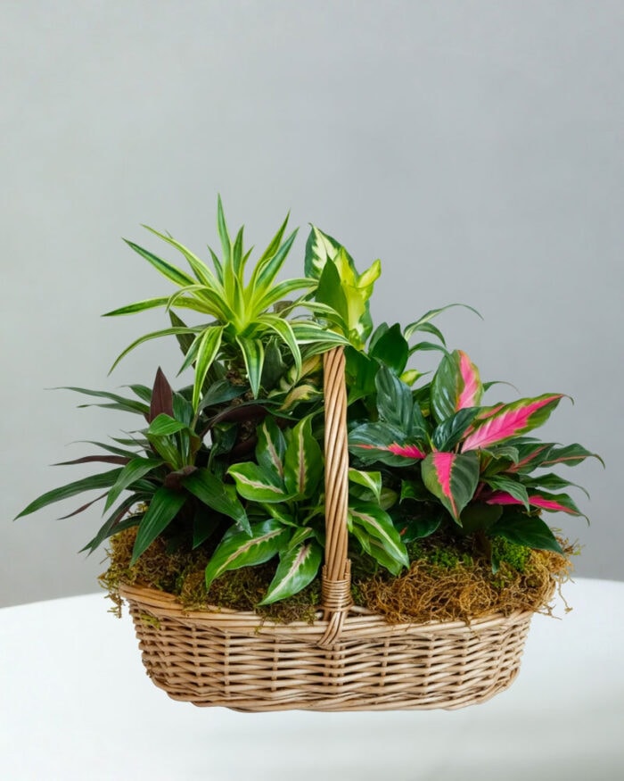 BC-Plant-Basket-50