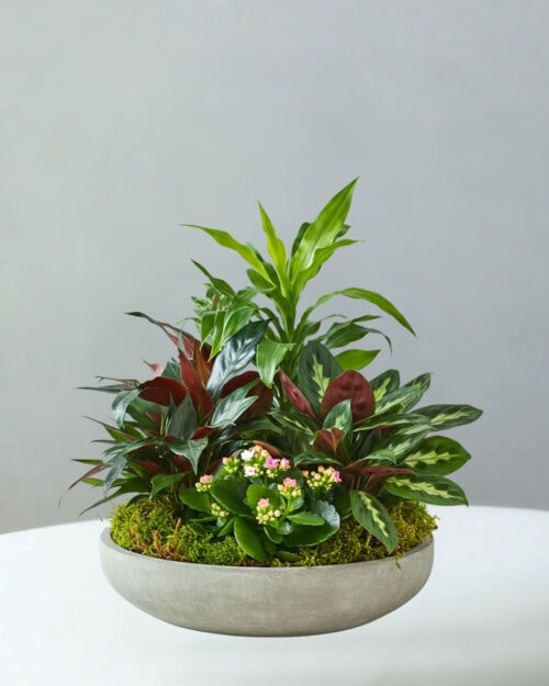 BC-Plant-Garden-100