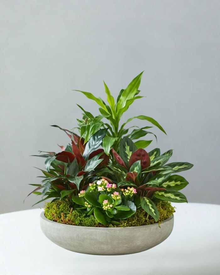 BC-Plant-Garden-100