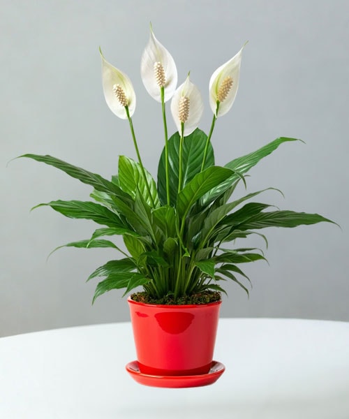 Funeral Plants